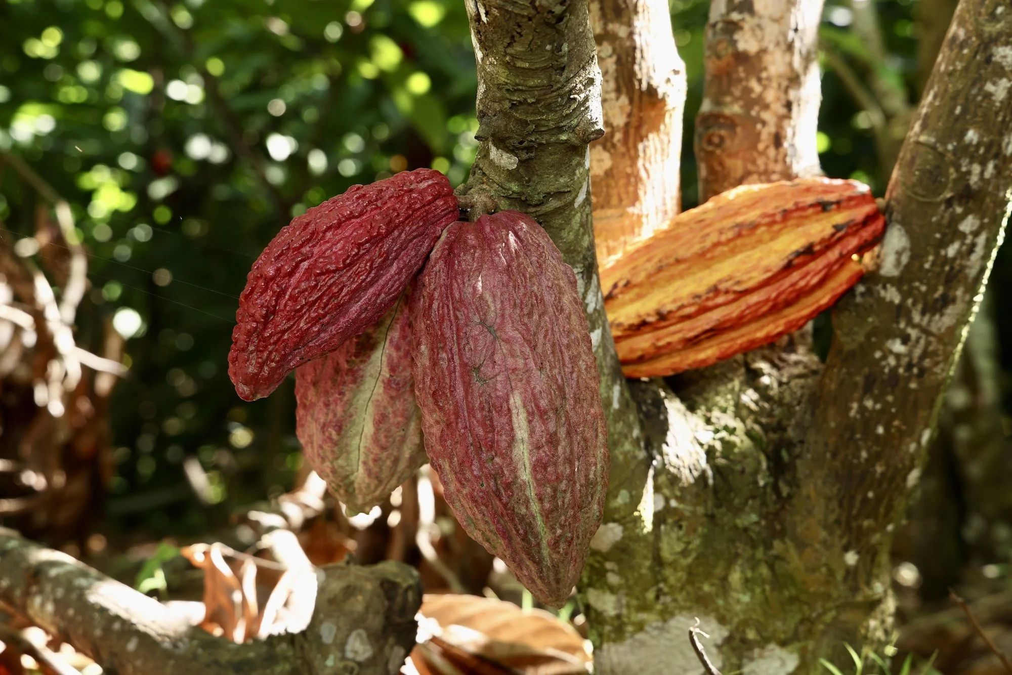 Puerto Rico Cacao Farmers Win Global Chocolate Awards