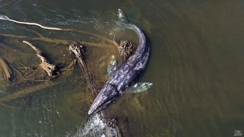 Gray Whale Found Dead After 20-Mile River Journey in WA
